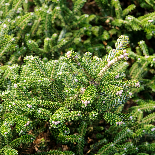 BALSAM CEDAR FRAGRANCE OIL