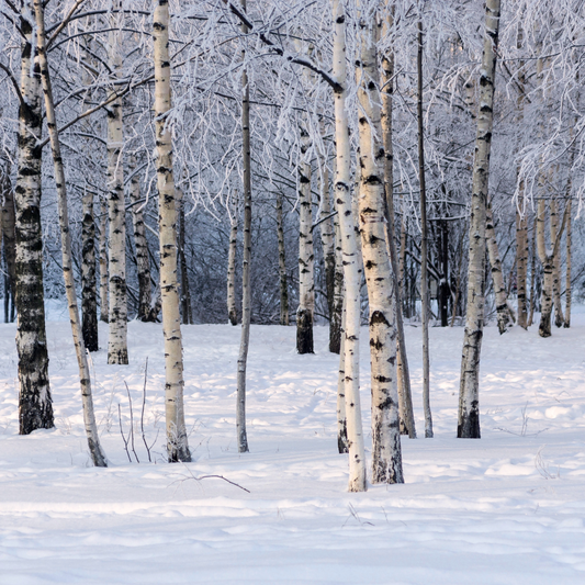 BIRCHWOOD PINE FRAGRANCE OIL