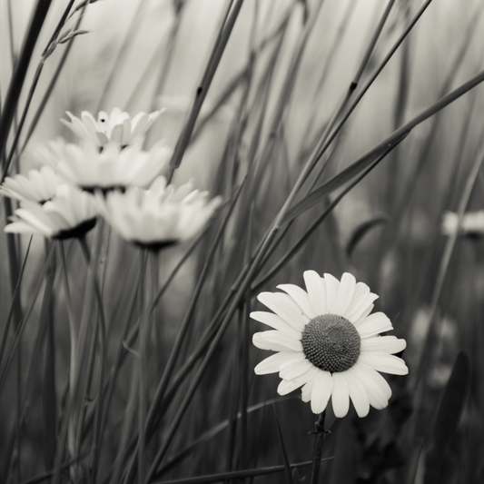 BLACK CHAMOMILE FRAGRANCE OIL