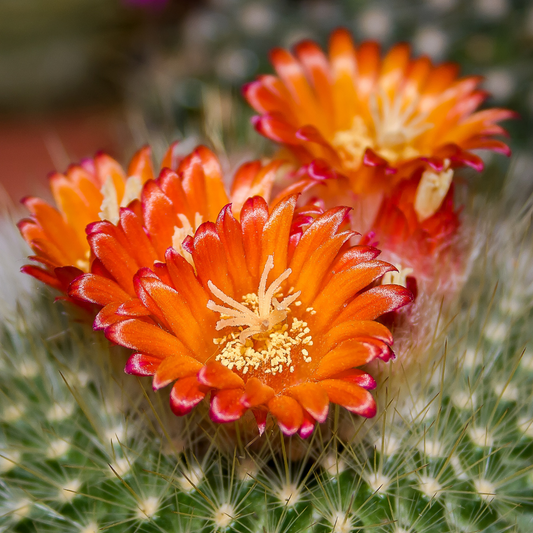 CACTUS FLOWER + JADE