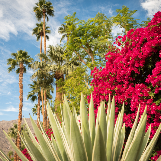 DESERT BLOOM FRAGRANCE