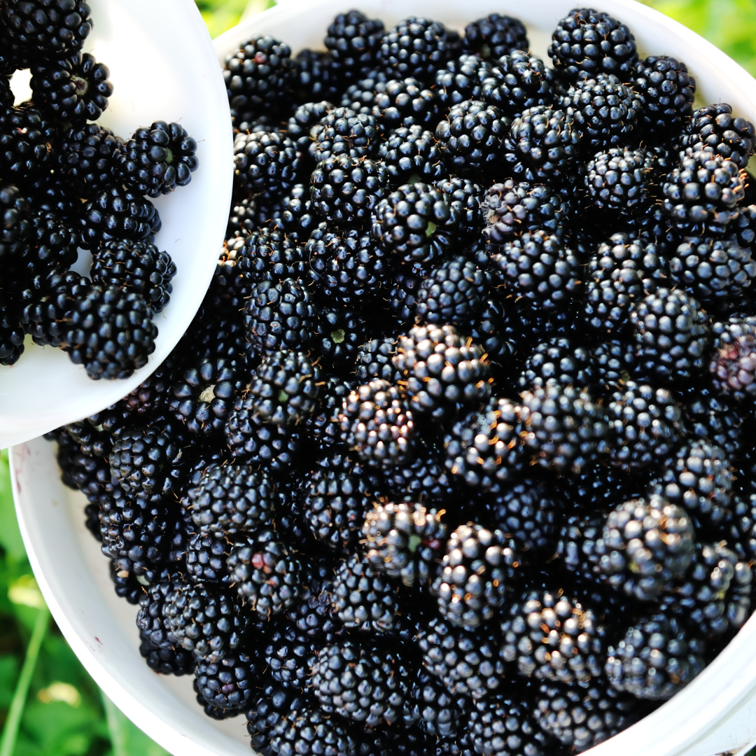 FRESH PICKED BLACKBERRY FRAGRANCE