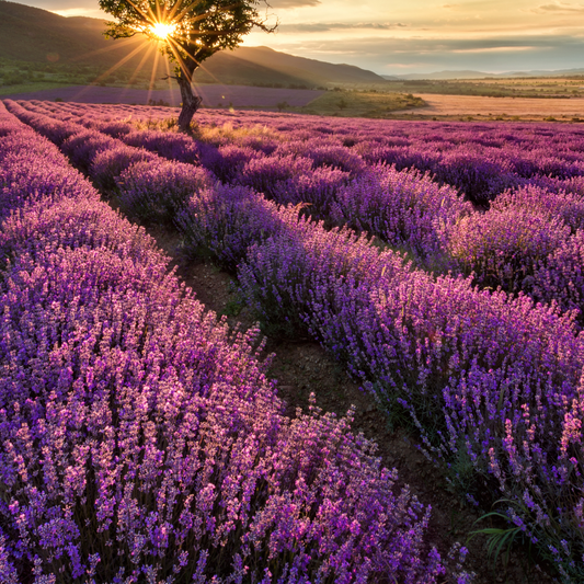 LAVENDER ESSENTIAL OIL