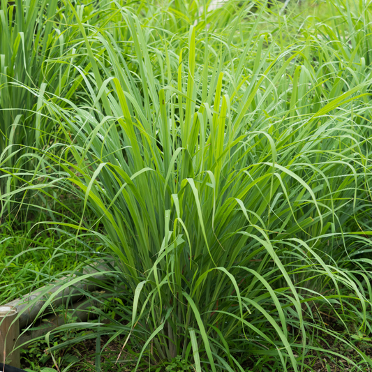 LEMONGRASS ESSENTIAL OIL