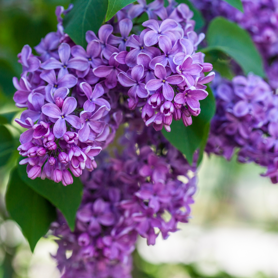 LILAC FRAGRANCE OIL
