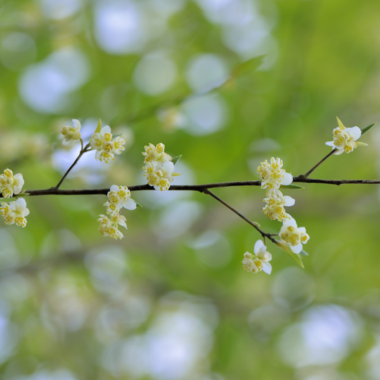 LITSEA CUBEBA ESSENTIAL OIL
