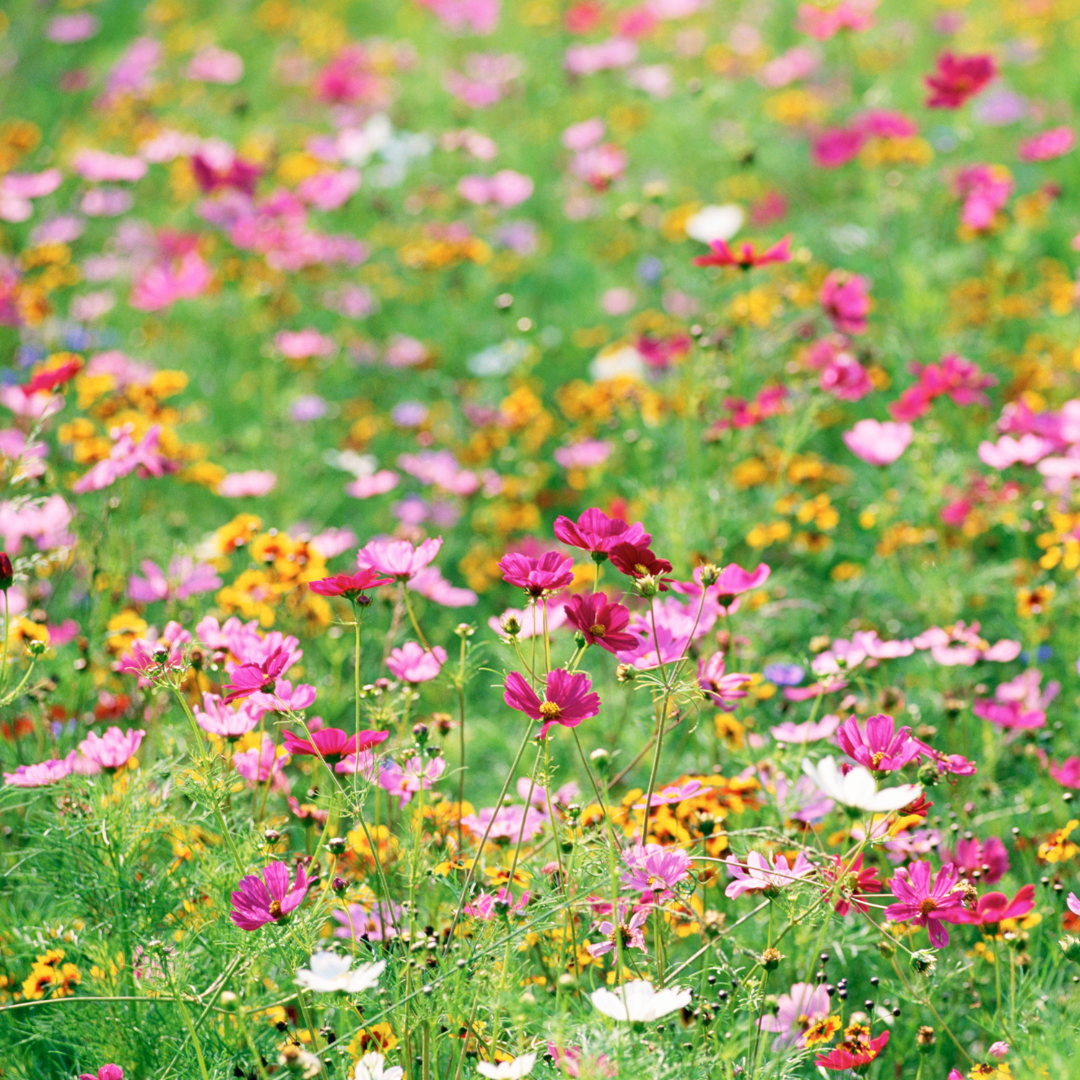 MEADOW FRAGRANCE