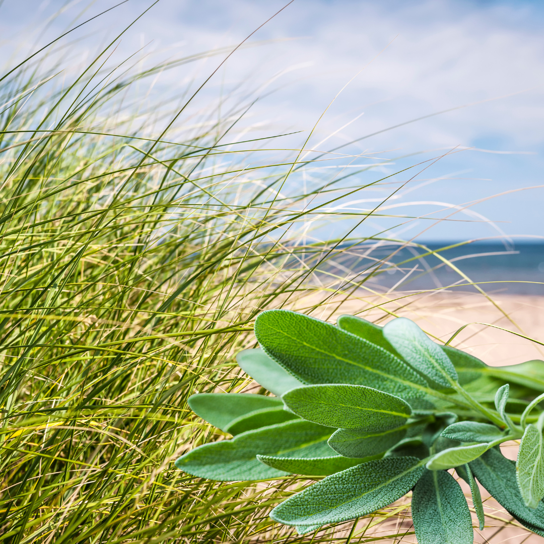 SEAGRASS + SAGE FRAGRANCE OIL
