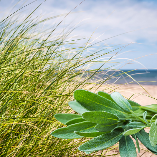SEAGRASS + SAGE FRAGRANCE OIL