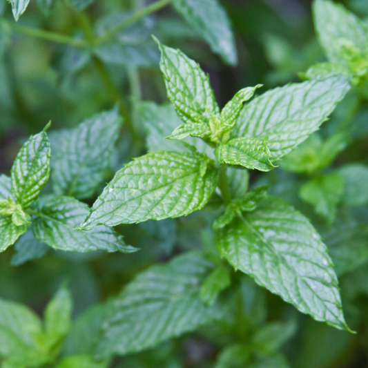 SPEARMINT ESSENTIAL OIL