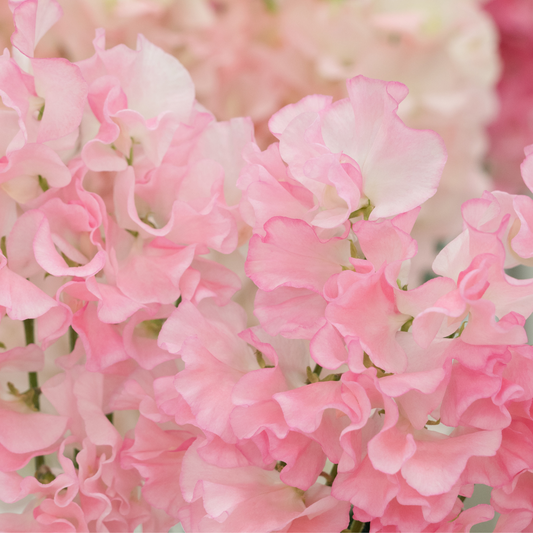 SWEET PEA FRAGRANCE OIL