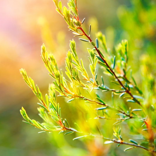 TEA TREE ESSENTIAL OIL