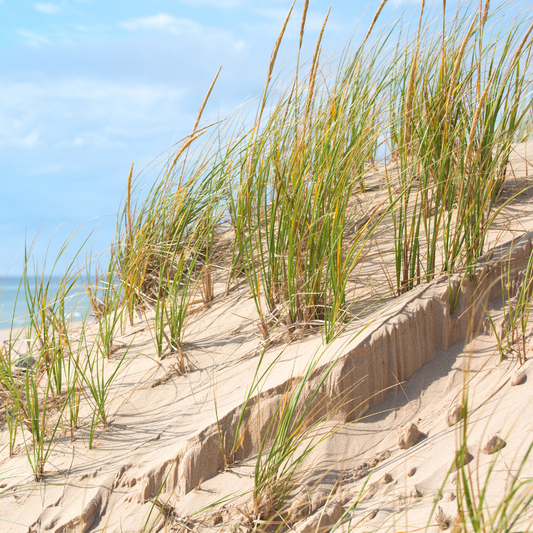 BERGAMOT + SEA GRASS FRAGRANCE OIL