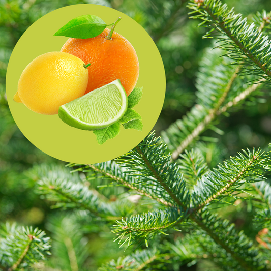 CITRUS BALSAM FRAGRANCE OIL