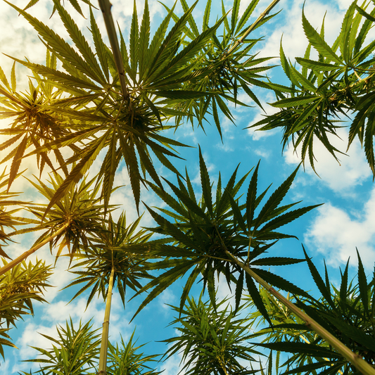 fresh bud cafe image