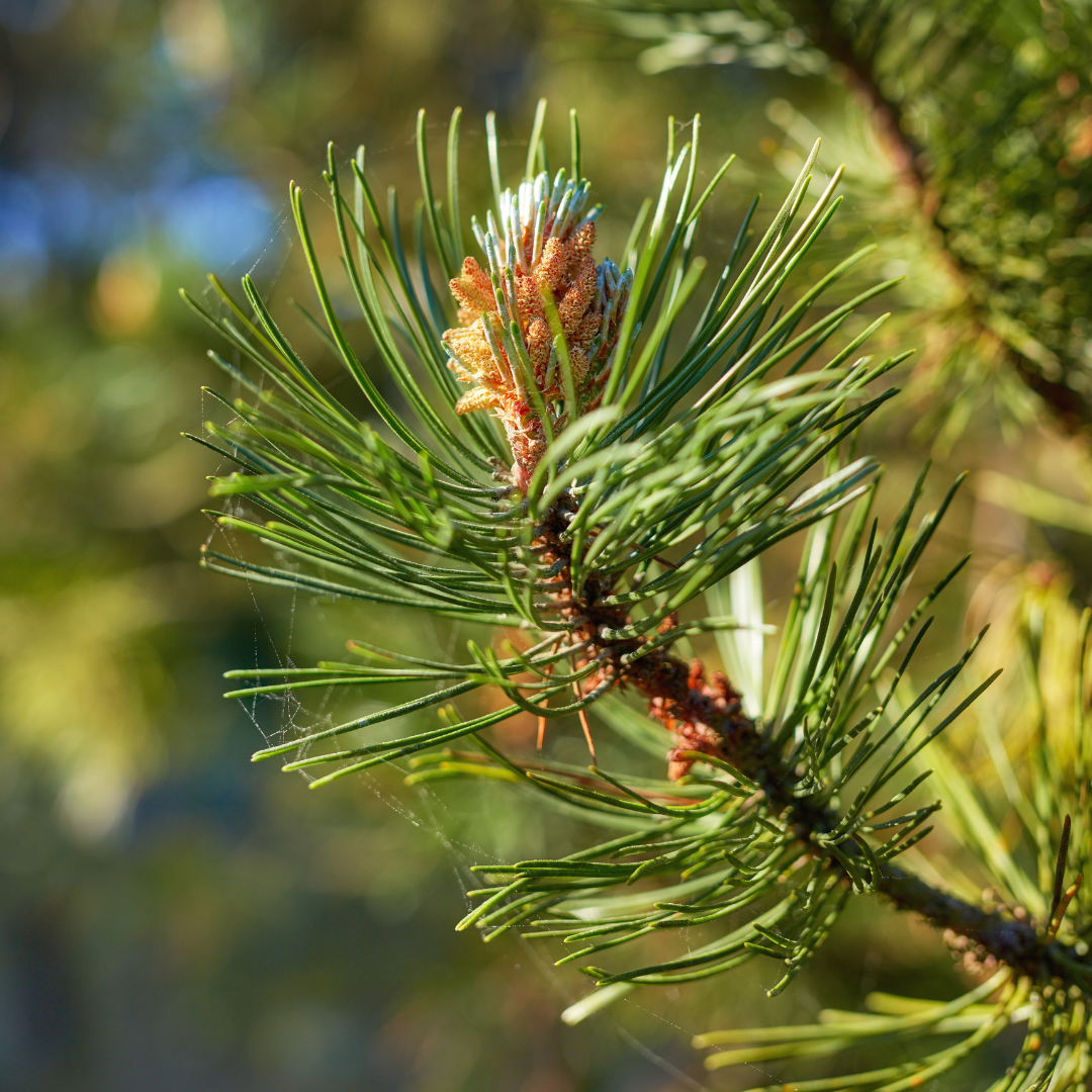 PINE SCOTCH ESSENTIAL OIL