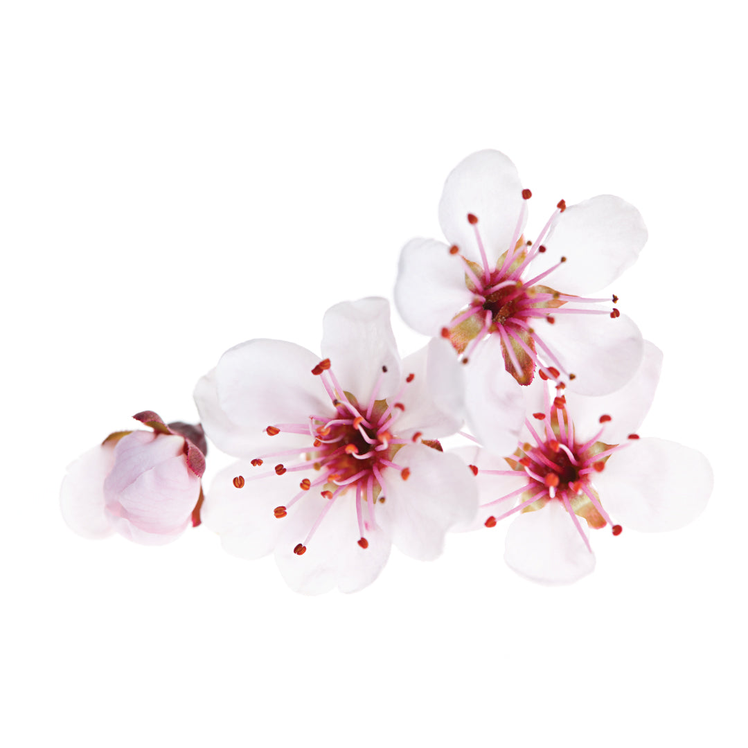 cherry blossoms fragrance oil