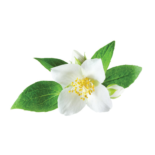 MIDNIGHT JASMINE FRAGRANCE OIL