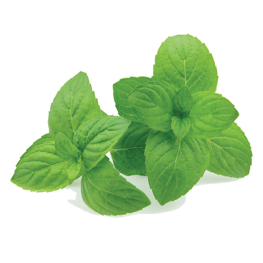 PEPPERMINT FRAGRANCE OIL