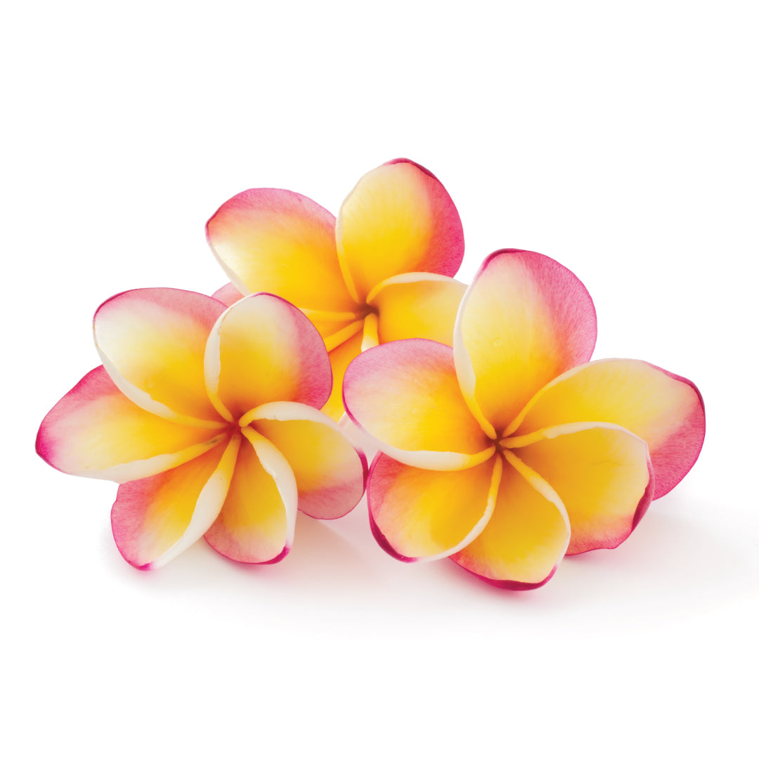 Hawaiian Plumeria Fragrance Oil