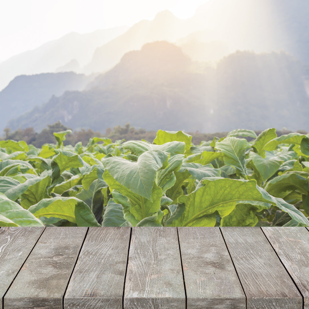 TOBACCO LEAVES FRAGRANCE OIL