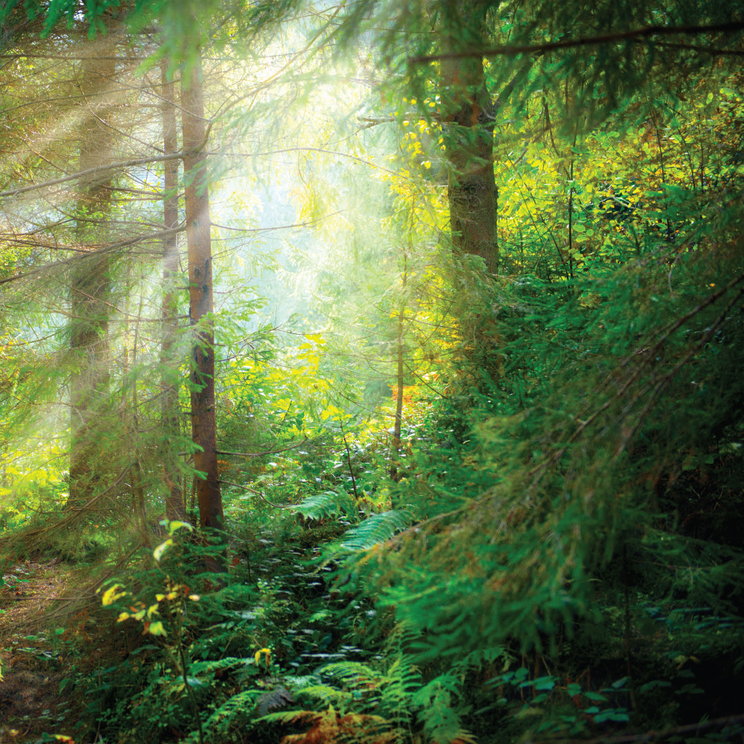 WOODLAND FRAGRANCE OIL