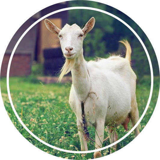 SOAP MAKING WORKSHOP - GOAT MILK (16+)