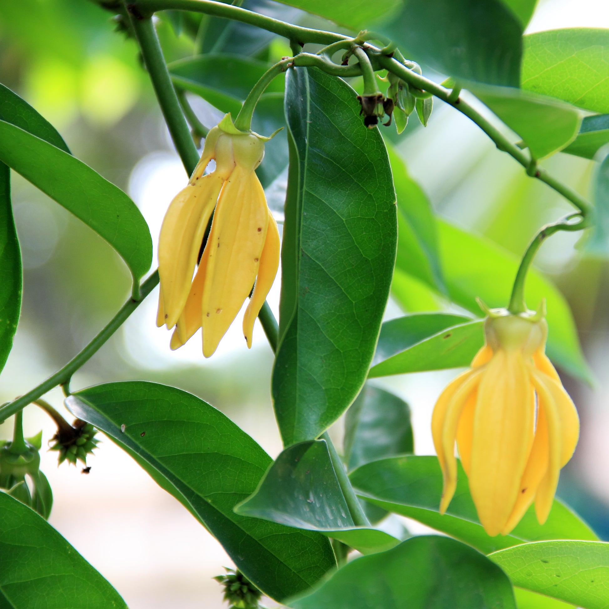 YLANG YLANG FRAGRANCE OIL