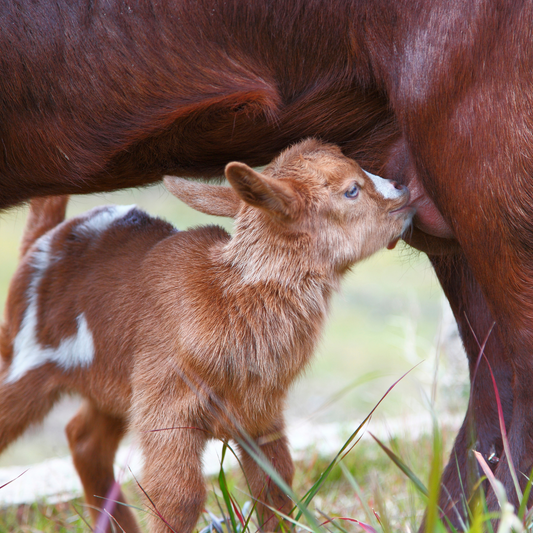 CREAMY, DREAM SOAP: THE MAGIC OF MAKING SOAP WITH GOAT MILK