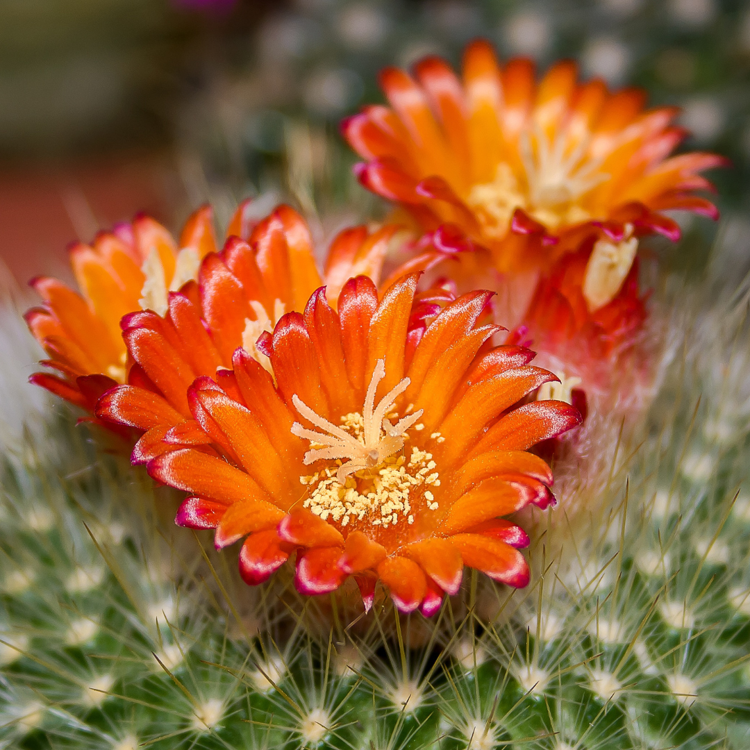 CACTUS FLOWER + JADE