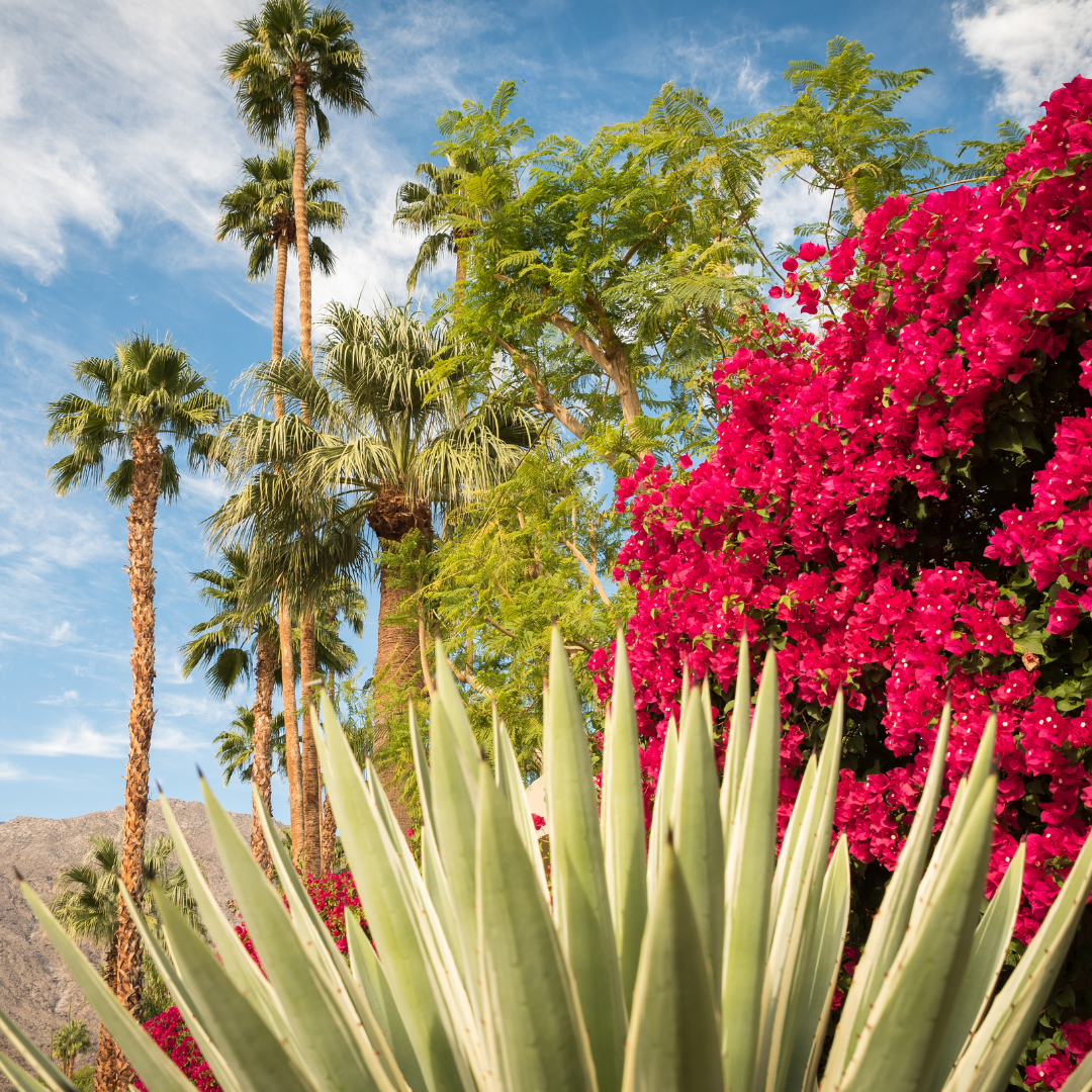 DESERT BLOOM FRAGRANCE
