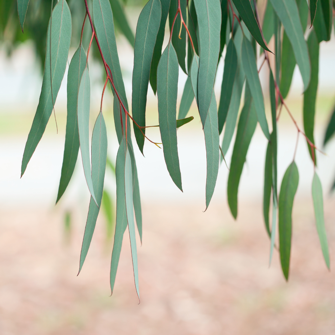 EUCALYPTUS (GLOBULUS) ESSENTIAL OIL