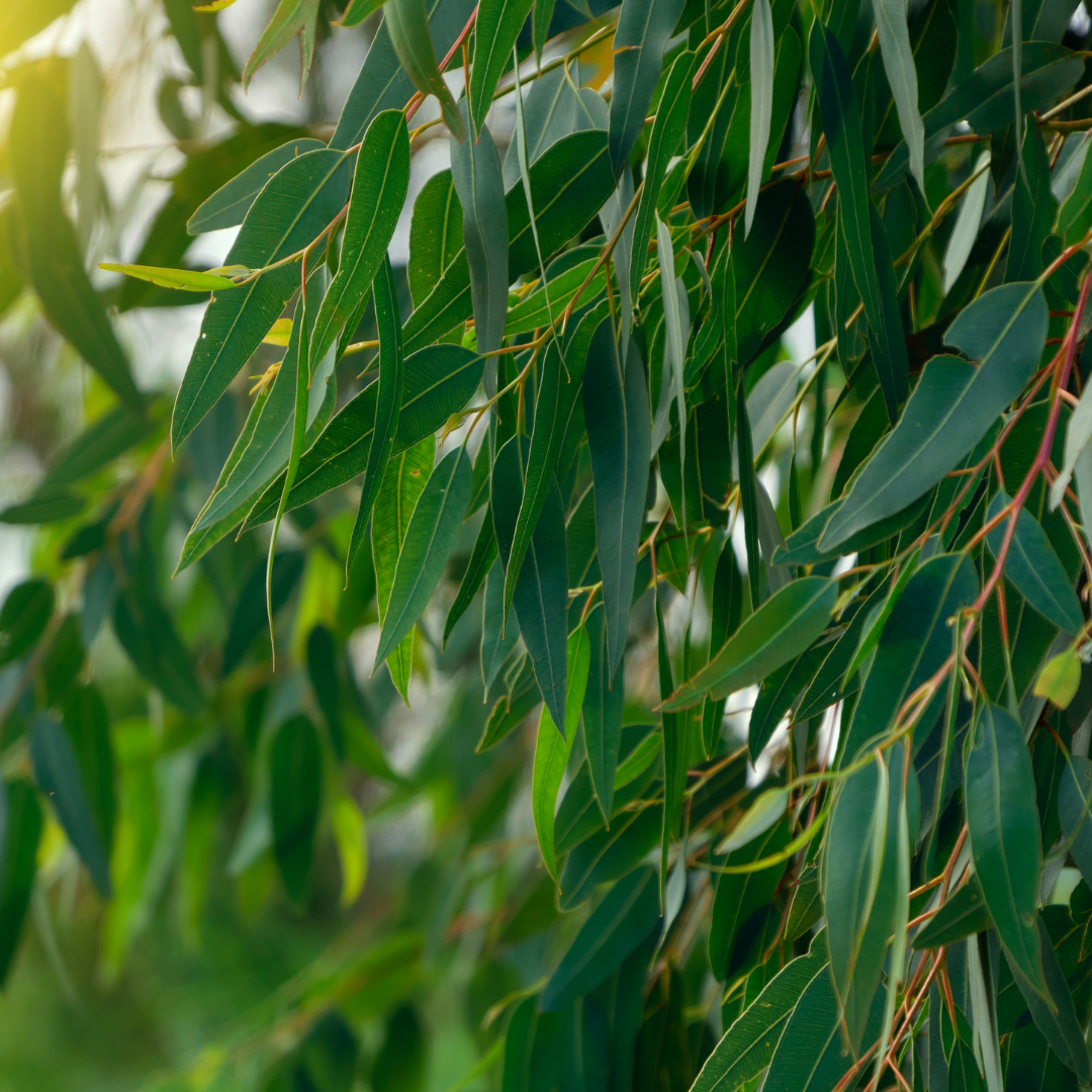 EUCALYPTUS (RADIATA) ESSENTIAL OIL