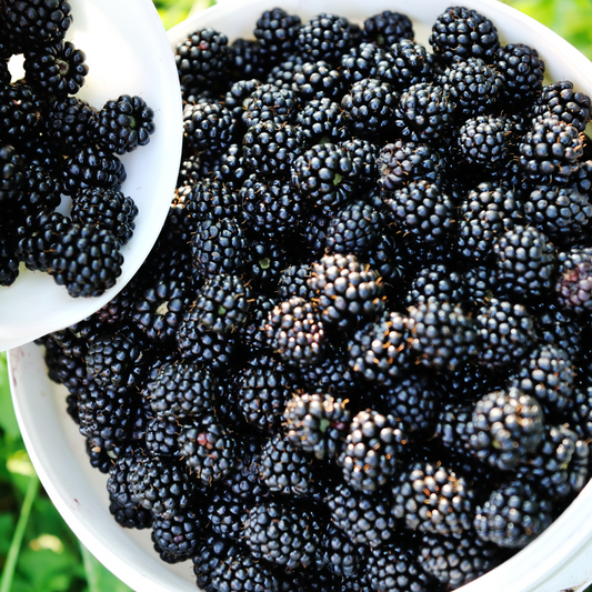 FRESH PICKED BLACKBERRY FRAGRANCE