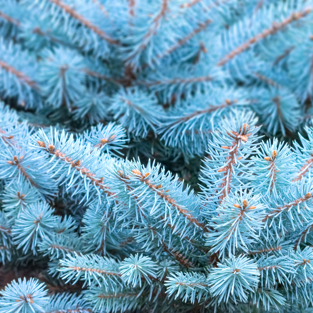 ICY BLUE SPRUCE FRAGRANCE OIL