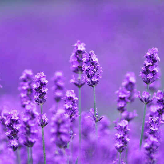 LAVENDER HYDROSOL IMAGE