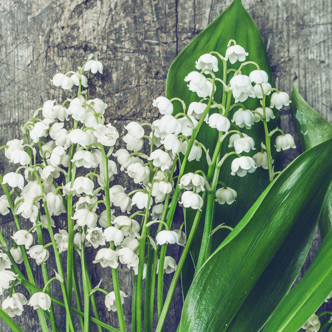 LILY OF THE VALLEY FRAGRANCE
