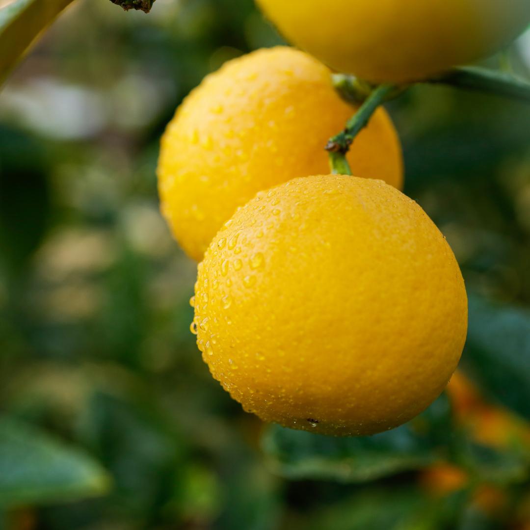 MEYER LEMON FRAGRANCE