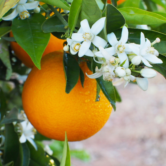 NEROLI FRAGRANCE OIL