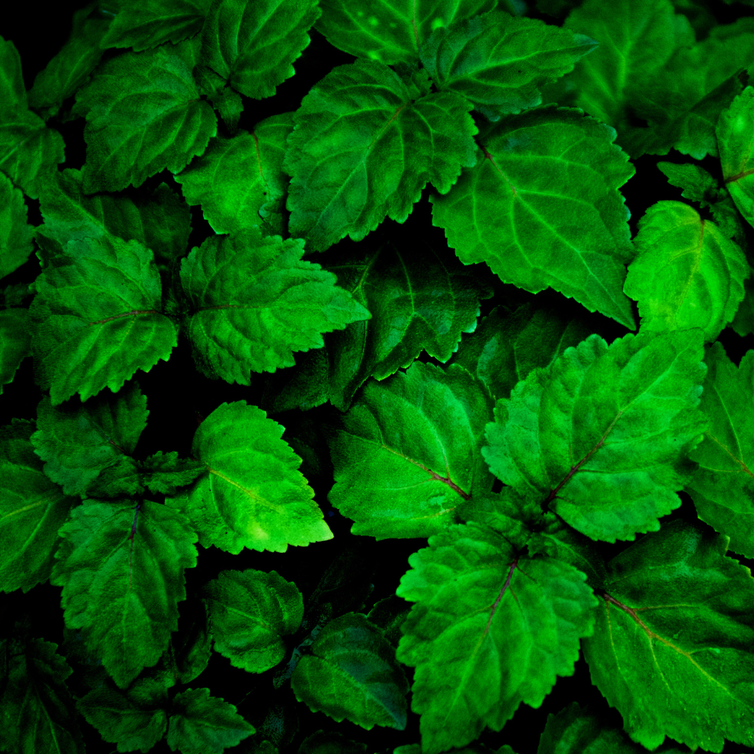 PATCHOULI FRAGRANCE PIC