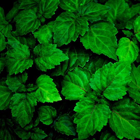 PATCHOULI FRAGRANCE PIC