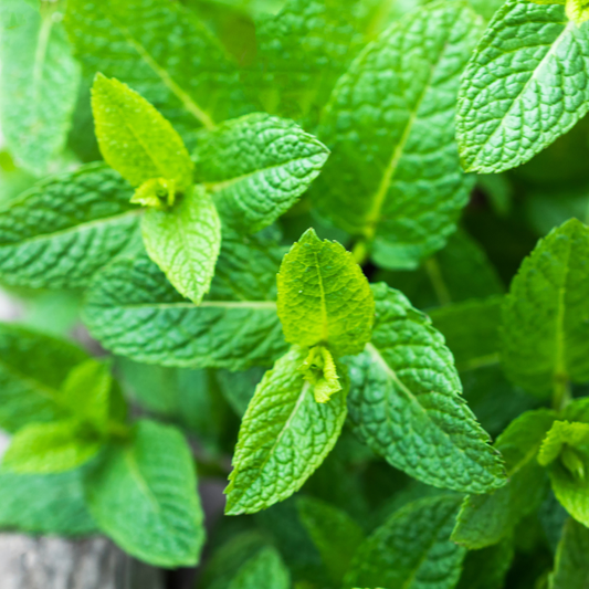PEPPERMINT ESSENTIAL OIL