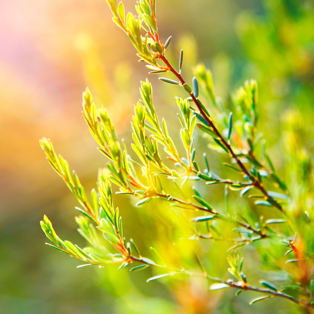 TEA TREE ESSENTIAL OIL – Starlite Soap Studio