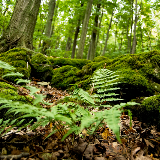 moss and cedar pic