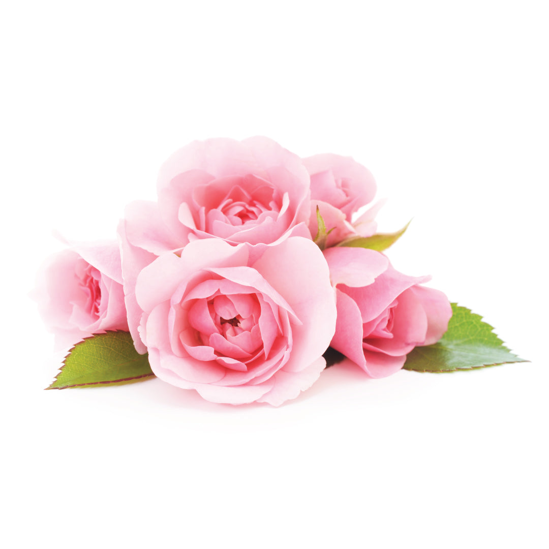 english rose fragrance oil